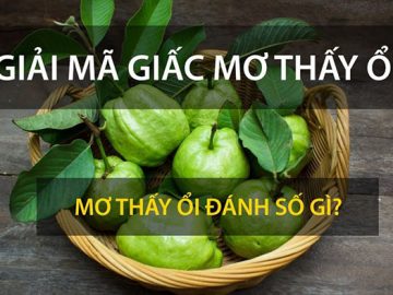 Mơ thấy quả ổi nên đánh số gì?